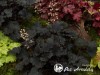 Alūnė ,Binoche' (lot. Heuchera)